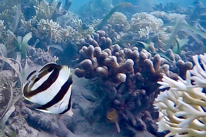 Tour ecologico di kayak e snorkeling sulle mangrovie di Bocas