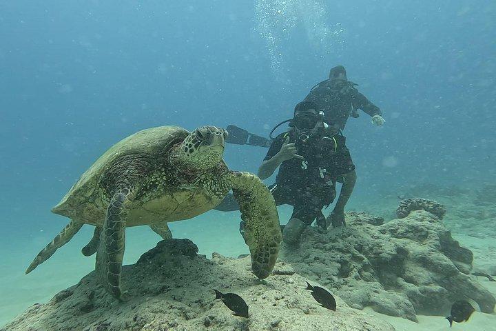Discover Scuba Two Tank Dive in Waikiki