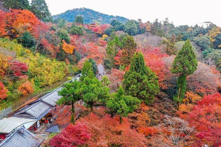 京都・宇治日帰りツアー：金閣寺・清水・抹茶通り