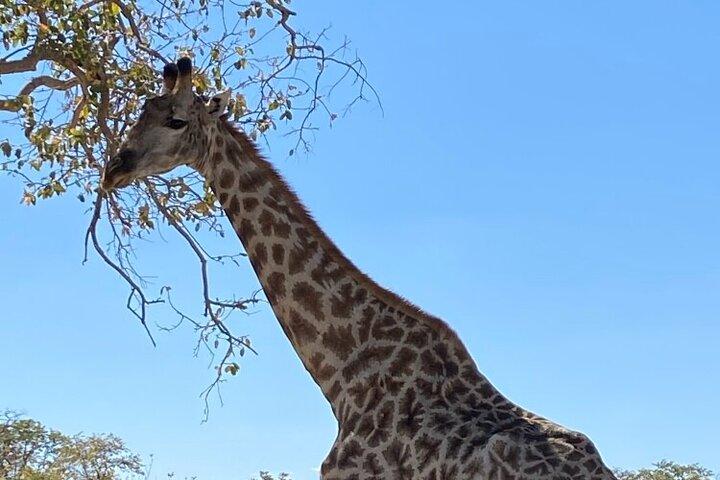 Sunrise Full Day Chobe Parque Nacional Game Drive y Safari en barco