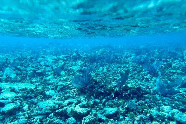 Key Largo Coral Reef Mezza giornata di snorkeling