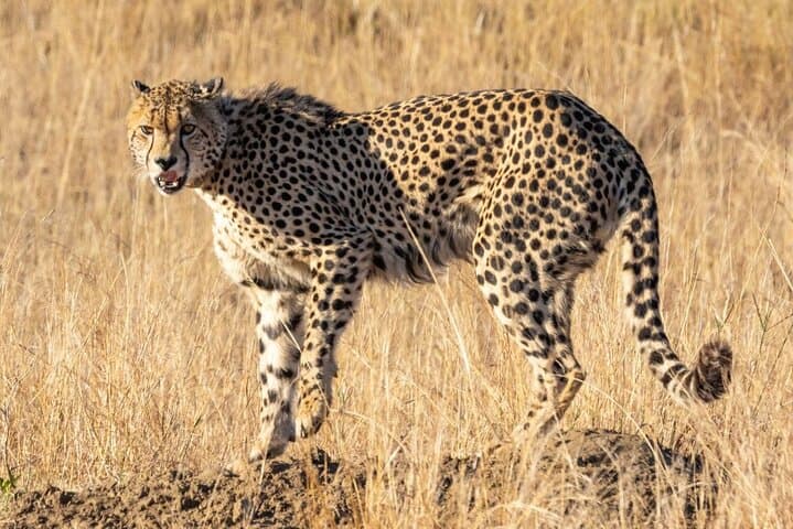 Full day tour: Cheetah outreach, Stellenbosch and Giraffe House