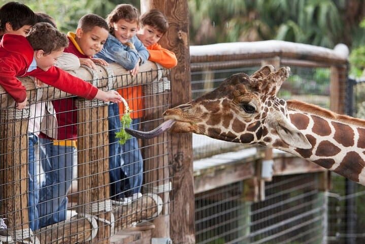 Full day tour: Cheetah outreach, Stellenbosch and Giraffe House