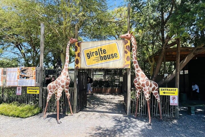 Full day tour: Cheetah outreach, Stellenbosch and Giraffe House