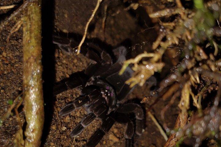 Night Jungle Adventure: Discover Mindo’s Hidden Creatures