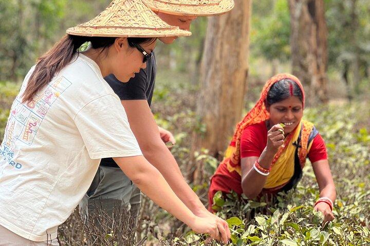 Teeplantage und Regenwaldtour mit Stammesleben in Sreemangal