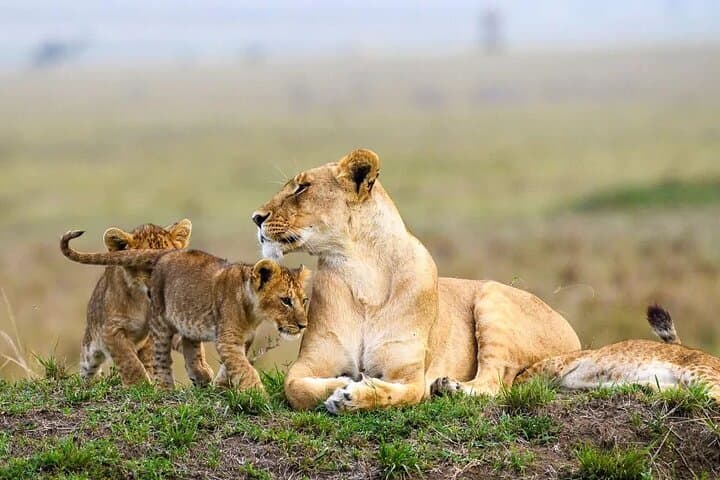 Nairobi National Park, Sheldrick Elephant, Giraffe Centre Tour