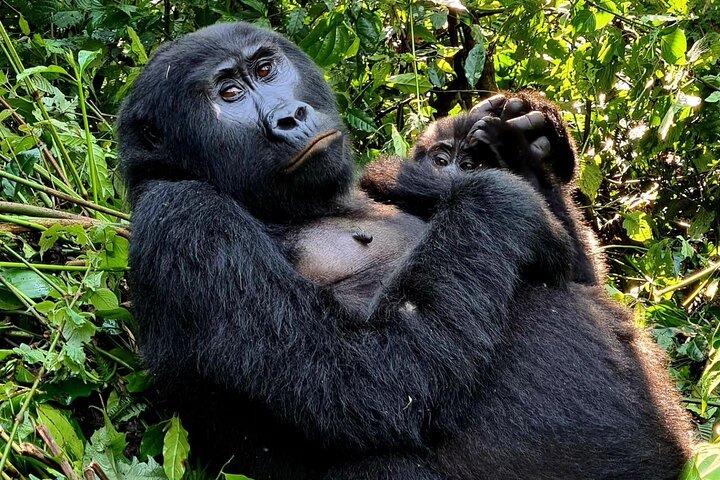 2 dagar Uganda Gorillavandring i Bwindi via Kigali Rwanda