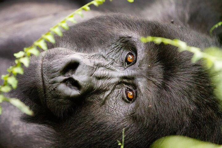 2 dagar Uganda Gorillavandring i Bwindi via Kigali Rwanda