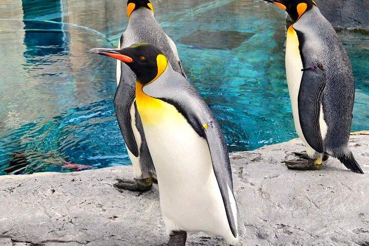 北海道観光日帰りツアー： 動物園、青い池、アイコンツリー＆テラス