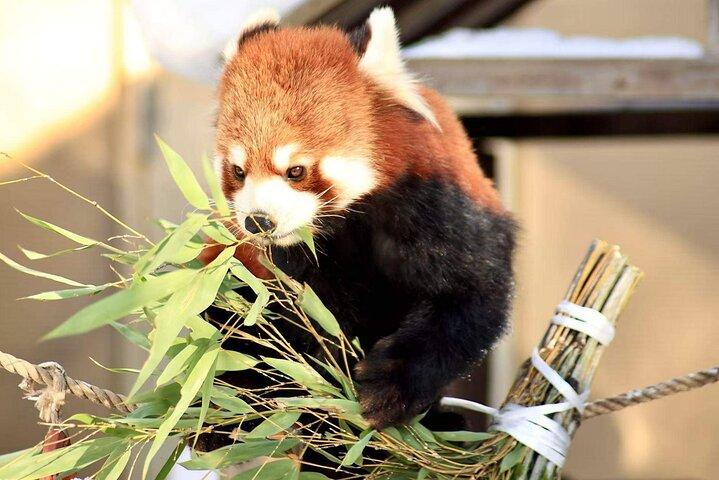 北海道観光日帰りツアー： 動物園、青い池、アイコンツリー＆テラス