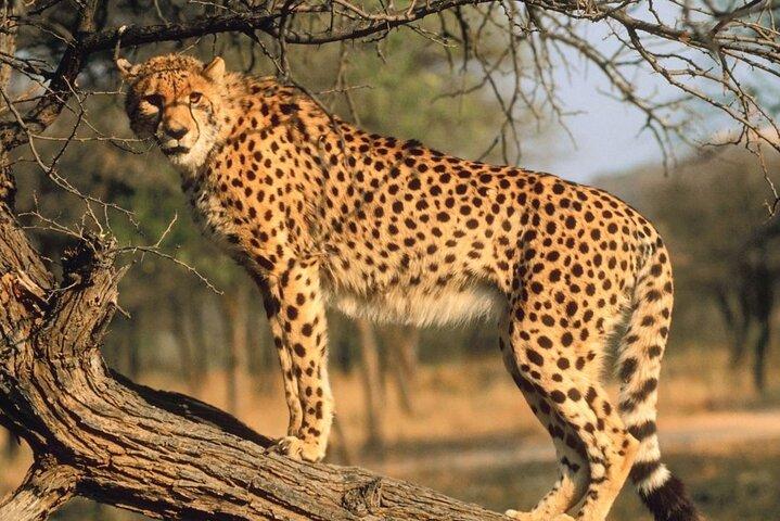 Wine & Wildlife Tour de um dia inteiro: Stellenbosch & Cheetah Outreach