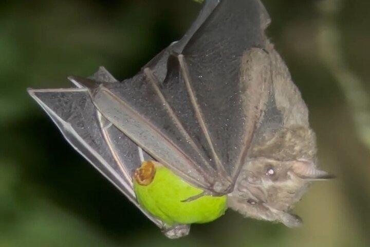Tour notturno di Monteverde al Parco Oktari Monteverde