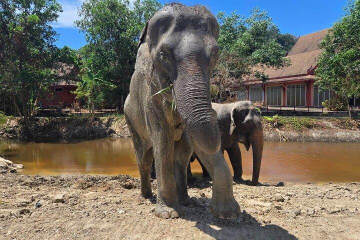 Phuket: Elephant Nature Walk - Excursão guiada com transporte