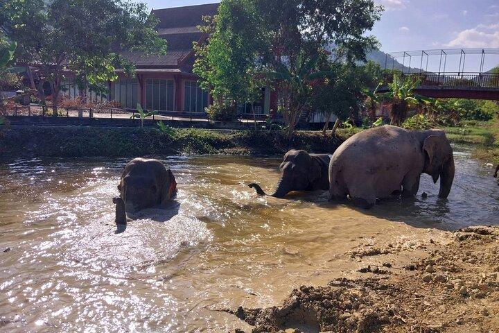 Phuket: Elephant Nature Walk - Excursão guiada com transporte