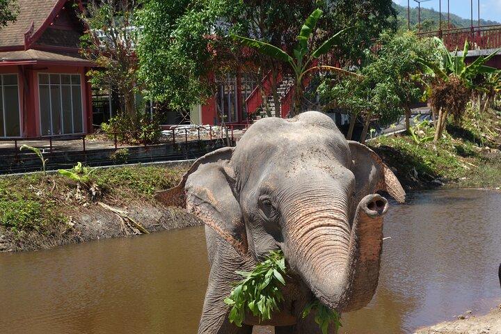 Phuket: Elephant Nature Walk - Excursão guiada com transporte