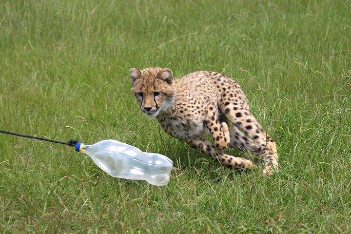 Wine & Wildlife Tour de um dia inteiro: Stellenbosch & Cheetah Outreach