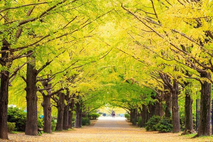 Tokyo Day Trip Showa Kinen Park Flores sazonais e caminhada pela natureza