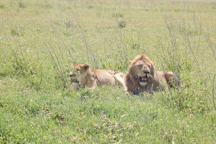 2 días de aventura en safari en Tanzania