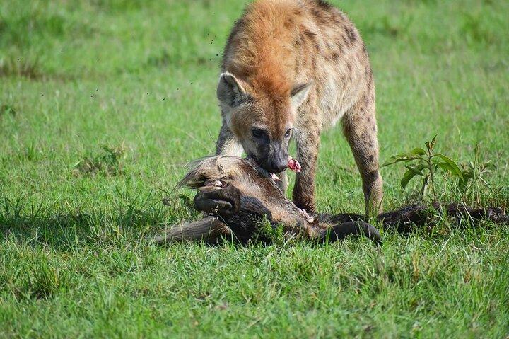 2 días de aventura en safari en Tanzania
