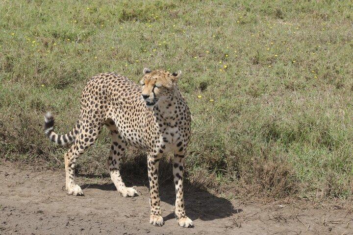 2 días de aventura en safari en Tanzania