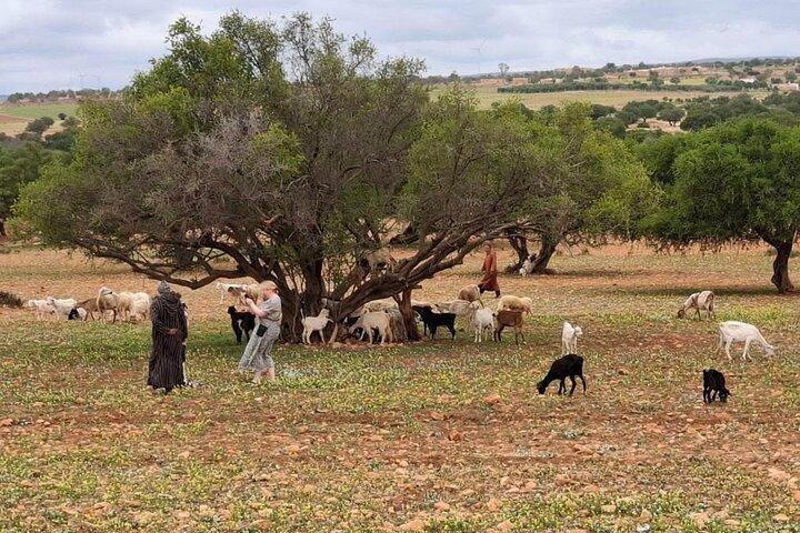 Marrakech to Essaouira Day Trip with Coastal Views