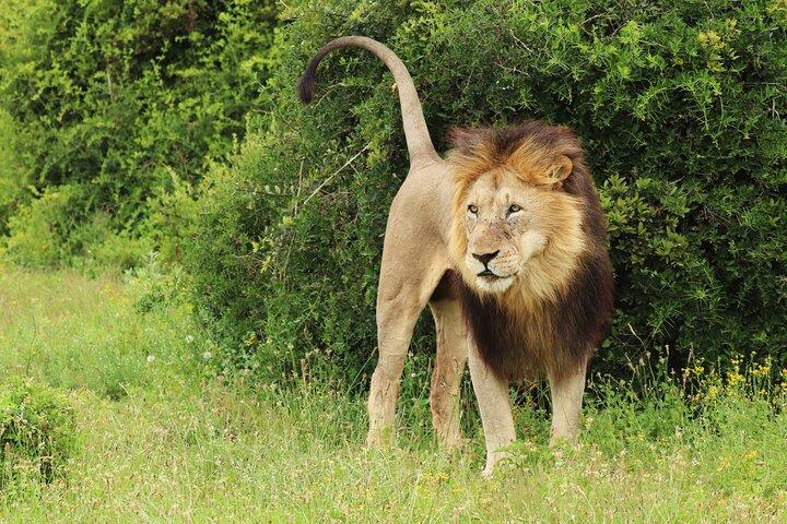 Tursafari; Nairobi nationalpark