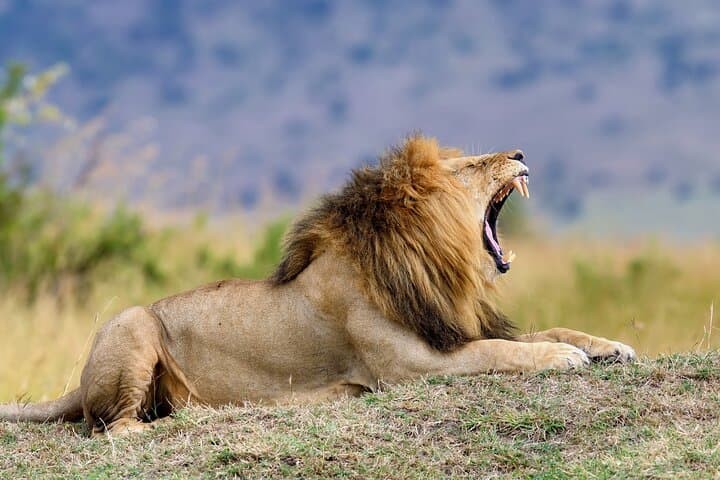 2 Nights Gondwana Safari Tour from Cape Town