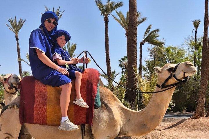 Dromedary på Palmeraie i Marrakech