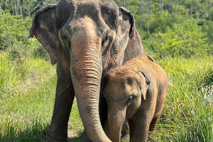Samui : Elephant Jungle experience & The First Elephant Museum