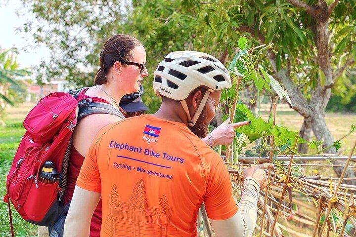 Fahrrad der Landschaft in Siem Reap Halbtagsmorgen
