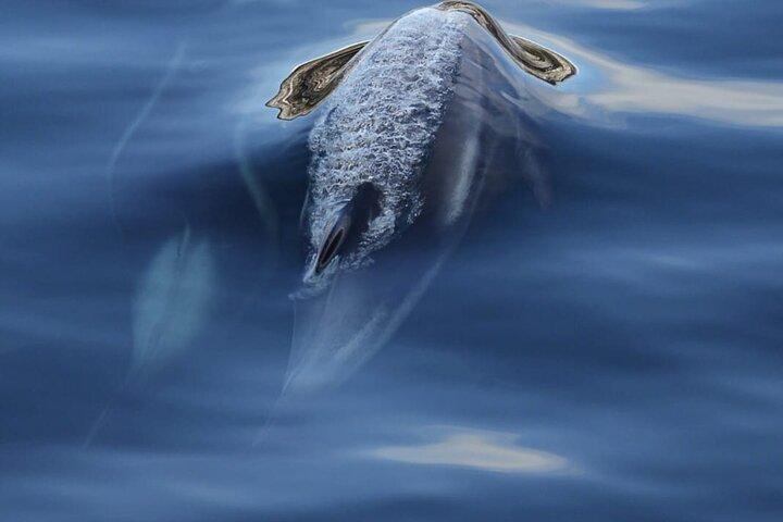 Tromsø: Cruzeiro e pesca no Fiorde Ártico