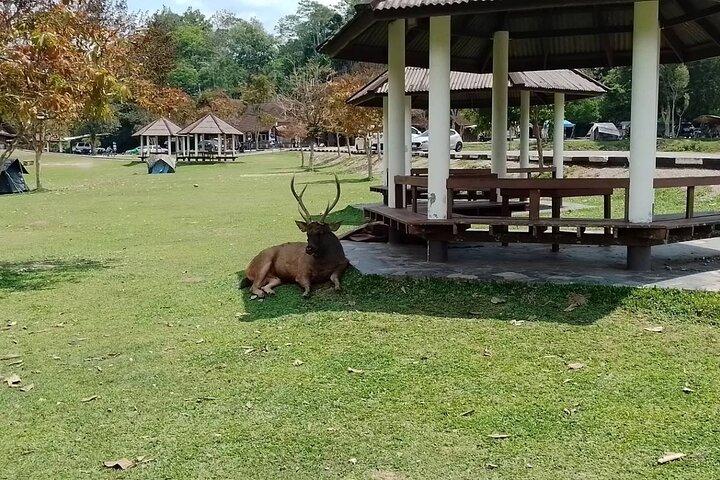 カオヤイ国立公園ハイキング＆滝終日プライベートツアー