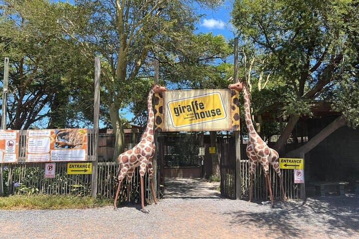 Cape Town: Cheetah Experience and Giraffe Visit with Wine Tasting