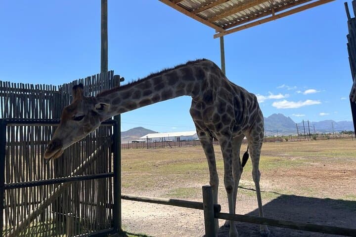 Cape Town: Cheetah Experience and Giraffe Visit with Wine Tasting