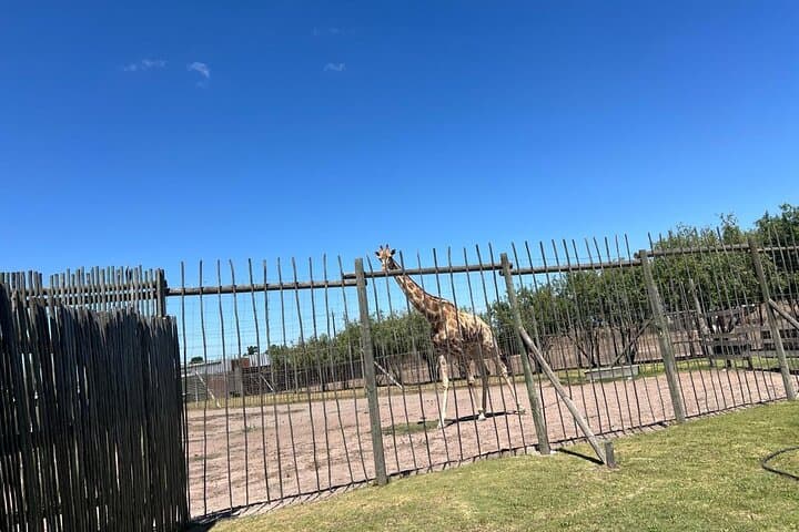 Cape Town: Cheetah Experience and Giraffe Visit with Wine Tasting