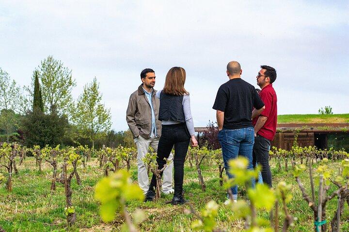 Balade et dégustation de vins dans l’Empordà