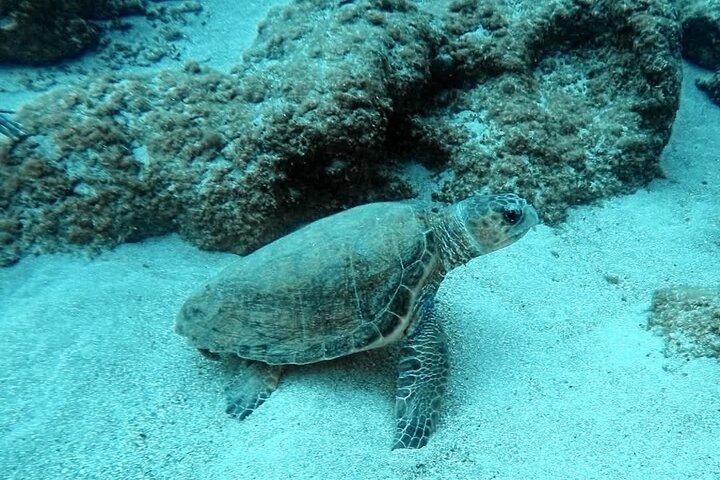 Crete: Scuba Diving for Certified Divers in Chania