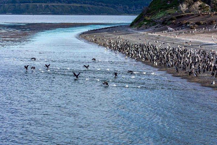 ビーグルチャンネルをナビゲートします。 アザラシ、バード&ペンギン諸島