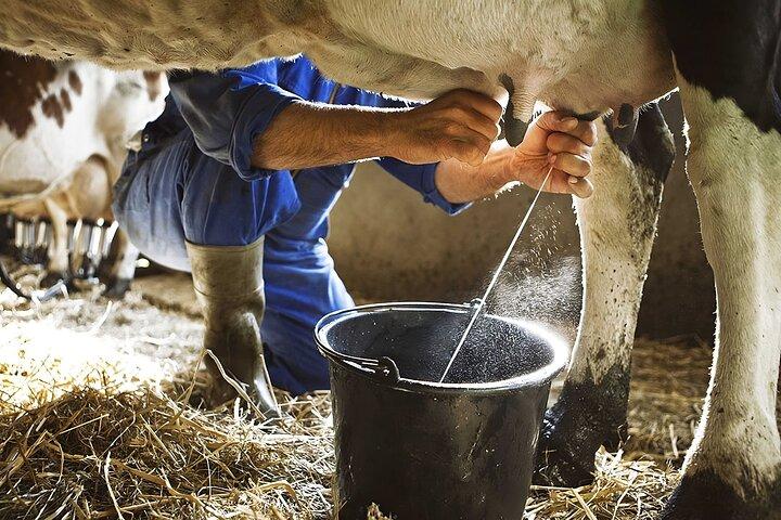 Amalfi: Ordenhe as vacas, faça macarrão, mussarela e tiramisu!