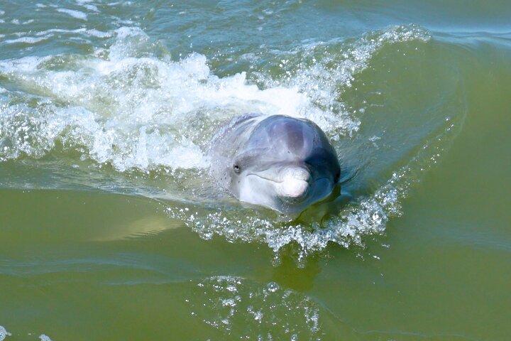 Privat Hilton Head delfin tur (op til 6 passagerer)