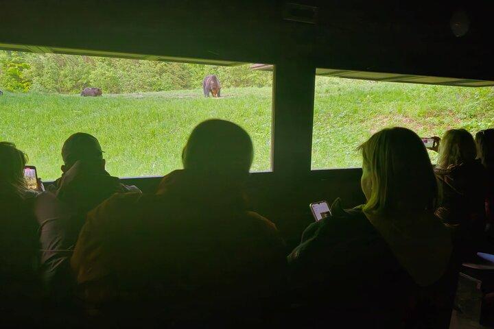 隠れ家からヒグマを観察/野生のクマが見られることを保証