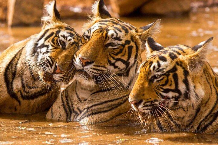 Ranthambore Safari with Canter or Gypsi