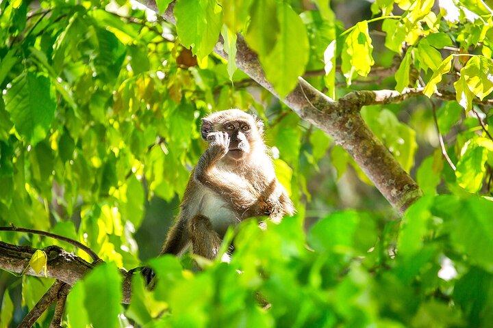 Halbtägige Phi Phi Tour mit Maya Bay Mit Longtail Boot Von Phi Phi