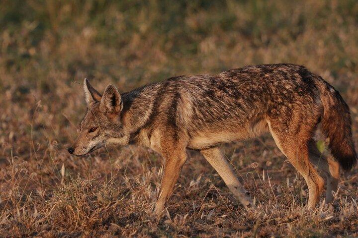 国立公園とその周辺を洗い流すワイルドライフサファリ