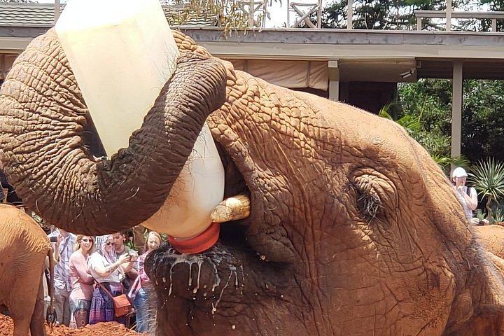 Nairobi National Park, Elephants Orphanage Private Tour