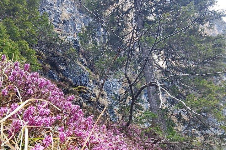 ヴェネツィアからドロミテスへ : 3つの湖アウロンゾ・ミスリーナとブレーズ