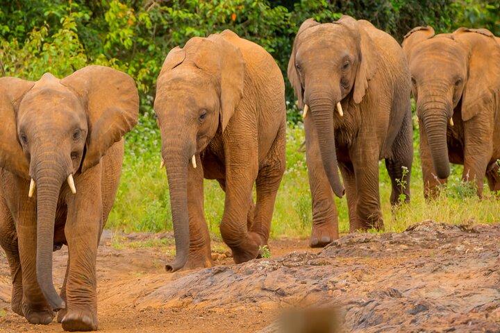 Parc national de Nairobi, visite privée de l'orphelinat des éléphants