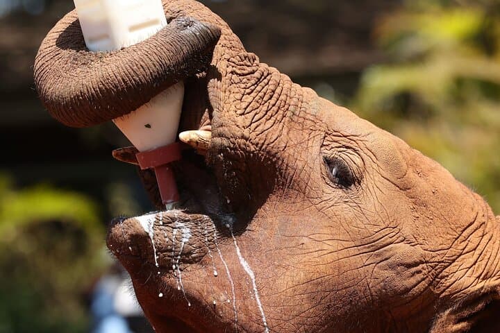 Nairobi's Wild Safari, Elephant Orphanage & Giraffe Centre