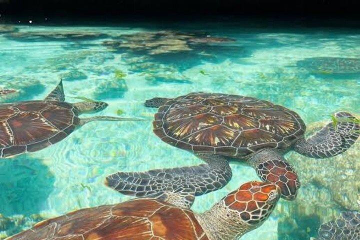 キジムカジのサラーム洞窟水族館でウミガメと泳ぐ
